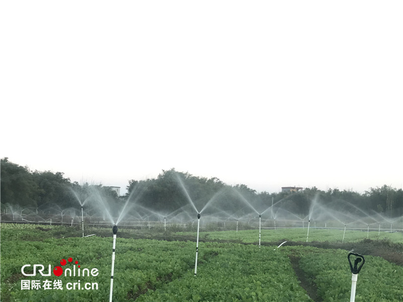 广西平南：蔬菜种植助增收 脱贫致富正当时