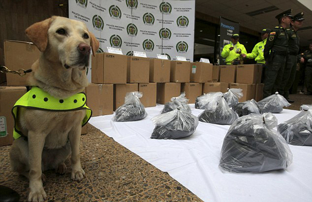 哥伦比亚警犬在机场货物中发现一吨毒品 被授勋章