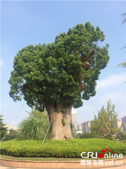 图片默认标题_fororder_被异地移植保护的1200岁古樟_副本_副本