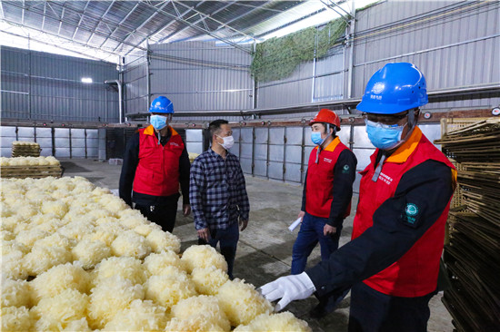 宁德古田供电公司助力食用菌加工企业复工生产