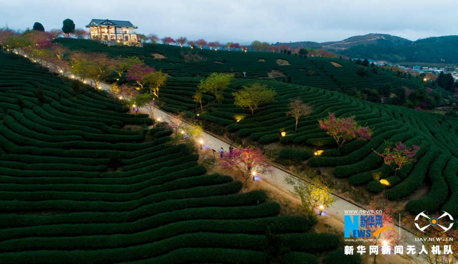 福建：台品樱花茶园夜景迷人