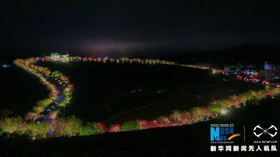 福建：台品樱花茶园夜景迷人