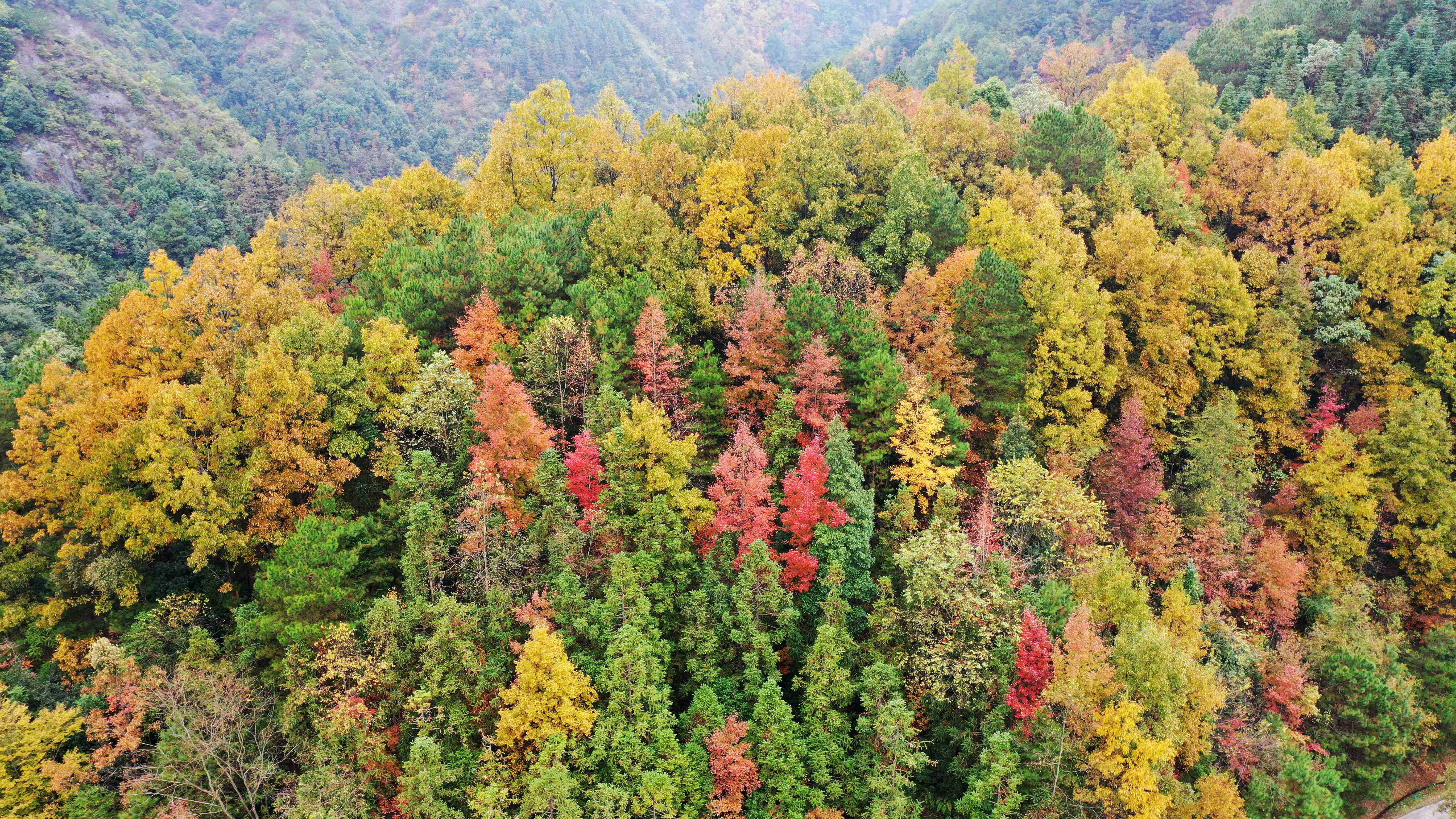 广西三江：冬染侗乡“枫”景美