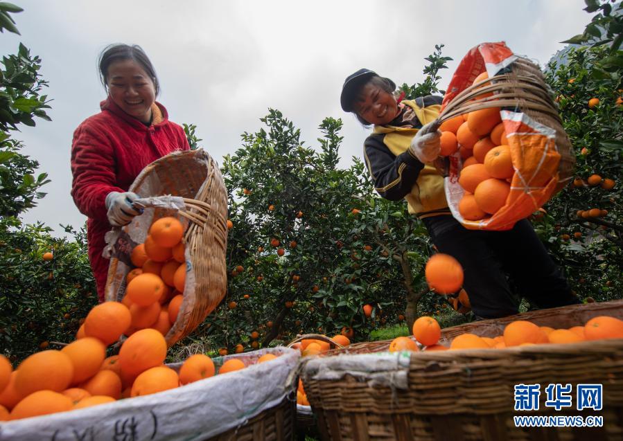 湖北秭归：脐橙飘香助增收