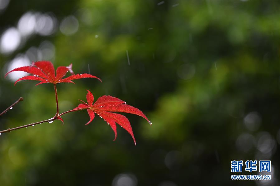 江苏淮安：一场秋雨一场寒