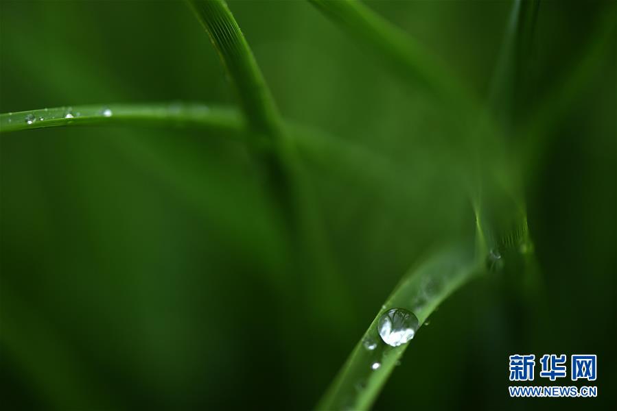 江苏淮安：一场秋雨一场寒