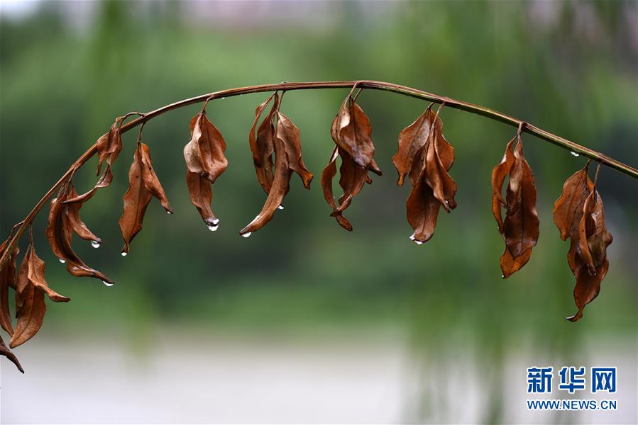 江苏淮安：一场秋雨一场寒