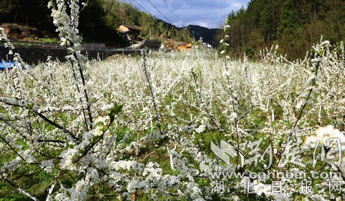 建始石门：种花种果搞旅游 幸福日子有奔头