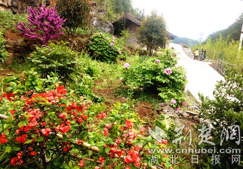 建始石门：种花种果搞旅游 幸福日子有奔头