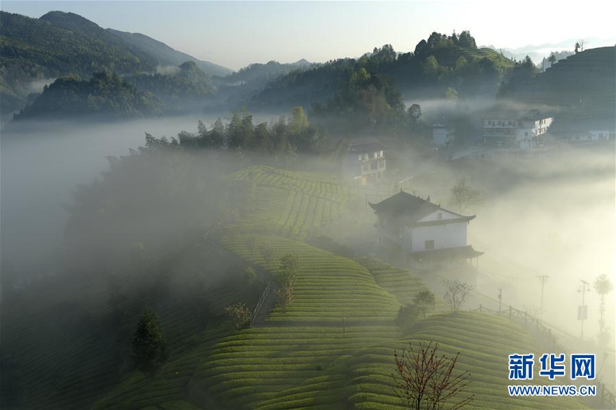 湖北恩施：雾锁茶园似仙境