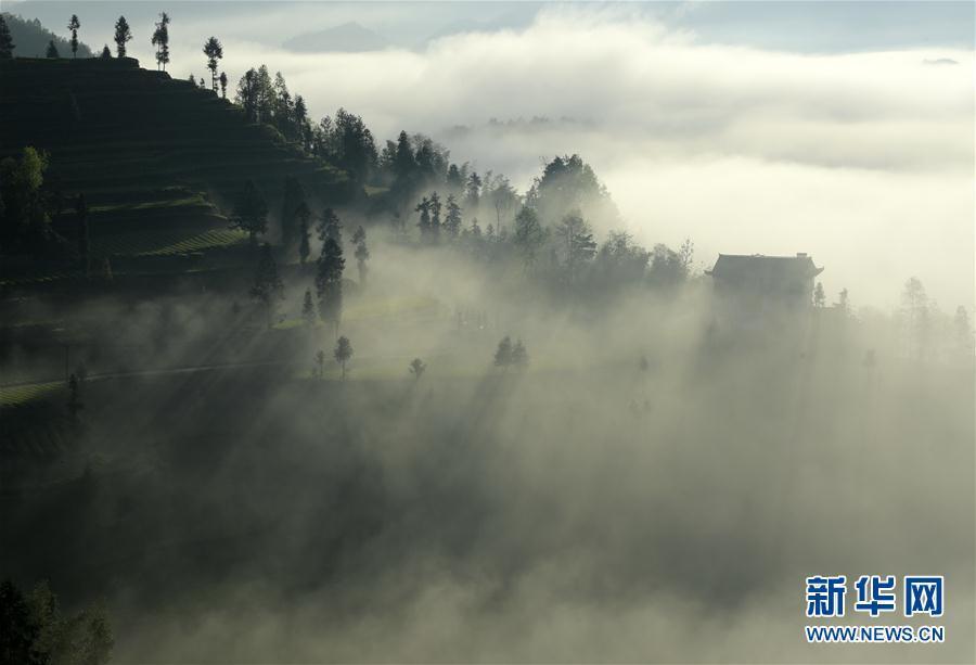 湖北恩施：雾锁茶园似仙境