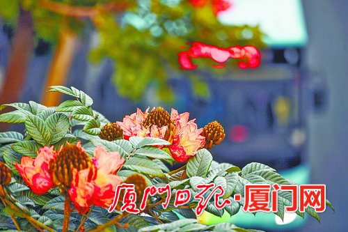 【旅游列表】【厦门】【移动版】【Chinanews带图】厦门冬季气温比常年偏高 植物提前开花“报春”