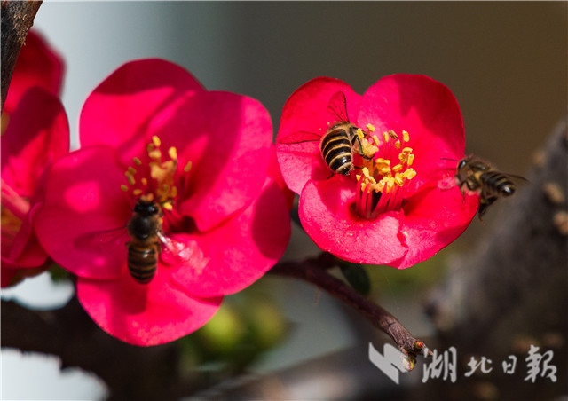 宜昌秭归：海棠花开闹新春