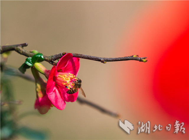 宜昌秭归：海棠花开闹新春