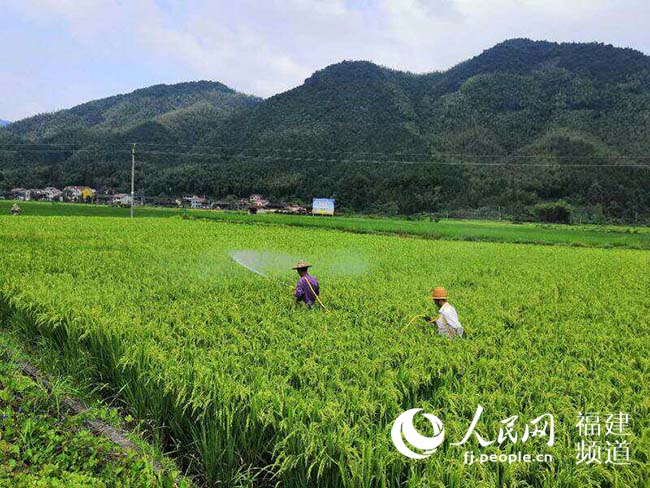 【福建时间主推】【南平】【移动版】【Chinanews带图】光泽县山头村“三变”改革：改出生产力 释放新红利