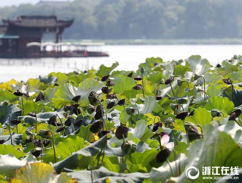 杭州：西湖莲蓬显秋意