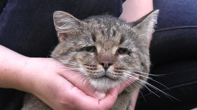 俄罗斯小猫眼睛受伤成忧郁脸 将去德国做整形