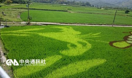 台湾花莲富里乡出现水稻彩绘 卡通图案超吸睛