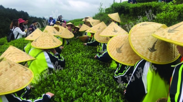 （黔茶贵水）200名学子与春茶有个约会