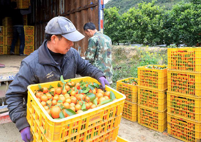 柳州融安:节后摘桔  一片农忙