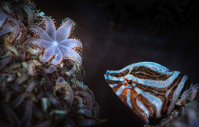 海底万花筒：探秘色彩斑斓的深海生物