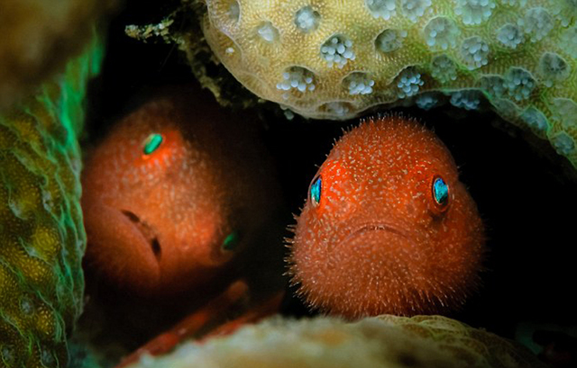 海底万花筒：探秘色彩斑斓的深海生物