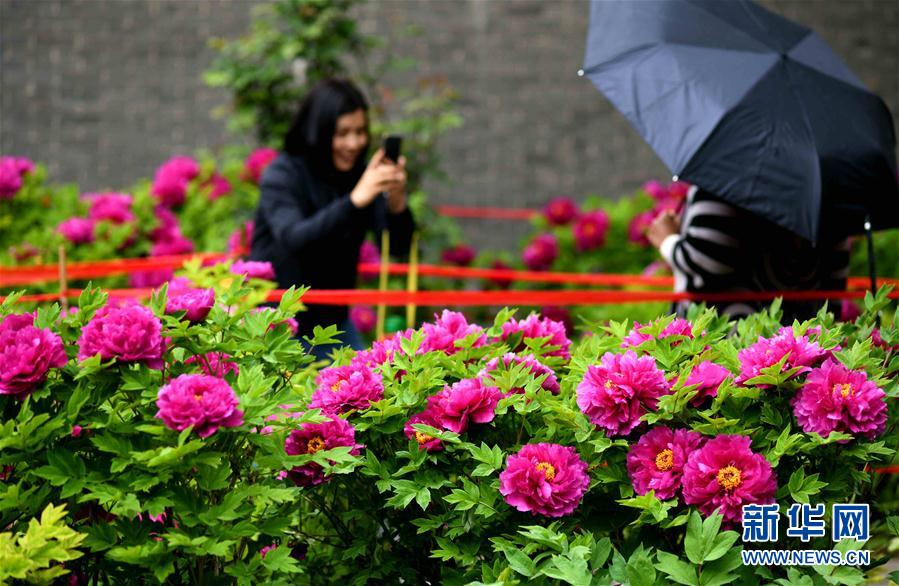 河北正定：雨润牡丹迎客来