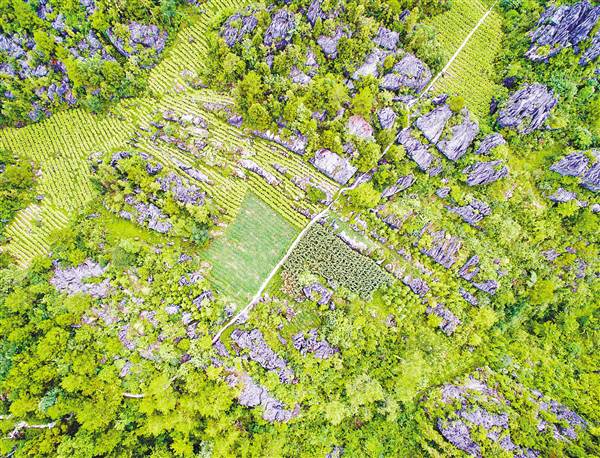 【区县联动】【巫溪】巫溪朝阳镇 高山石林 助农增收