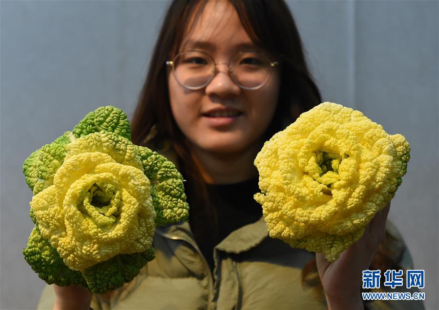 南京：“玫瑰白菜”面市