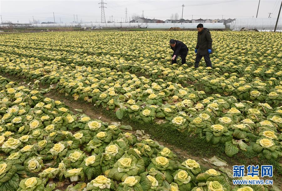 南京：“玫瑰白菜”面市