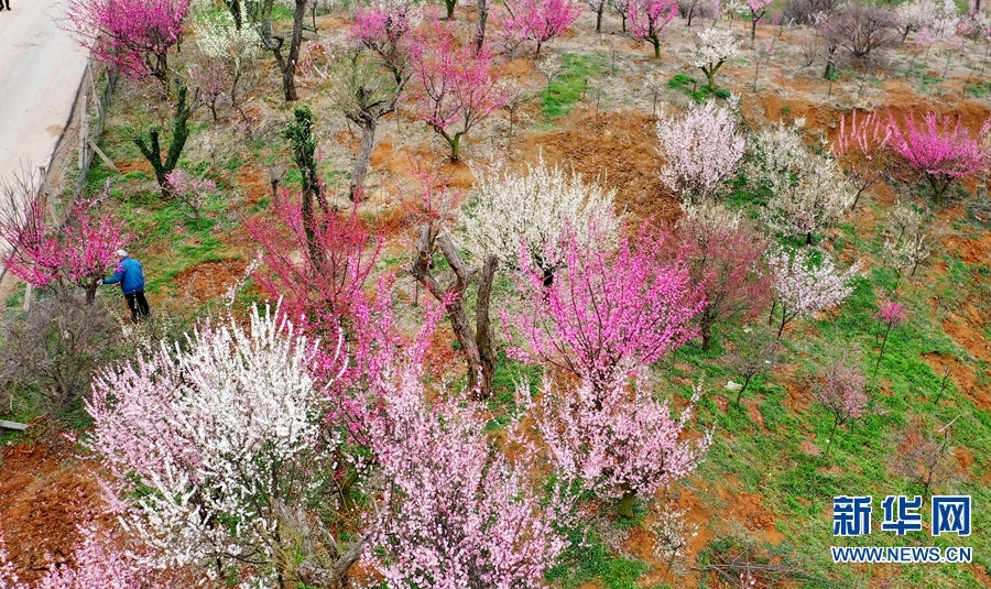 【焦点图-大图】【移动端-轮播图】南阳市卧龙区：植树造绿正当时