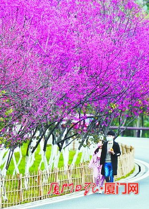 鹭岛处处生机盎然 如画的春日胜景令人陶醉