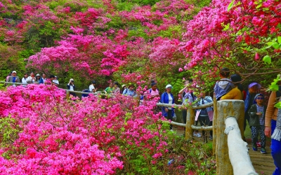 云雾山万亩杜鹃花海“醉”了摄影师