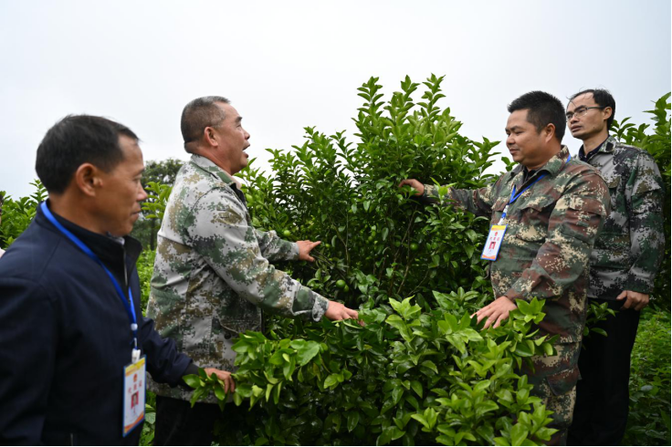 广西田林：晚熟砂糖橘拓宽贫困群众增收渠道