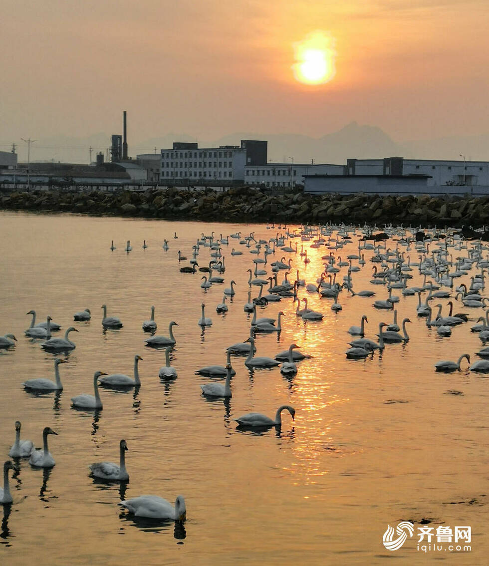 “Hi，来自西伯利亚的客人！” 威海荣成这些地方不容错过