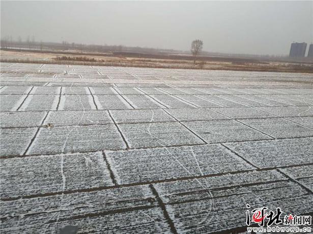 飞雪迎春 河北这场雪中故事不一般