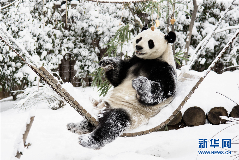 动物园里下雪啦！