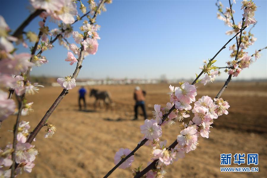 河北：暮春时节农事忙