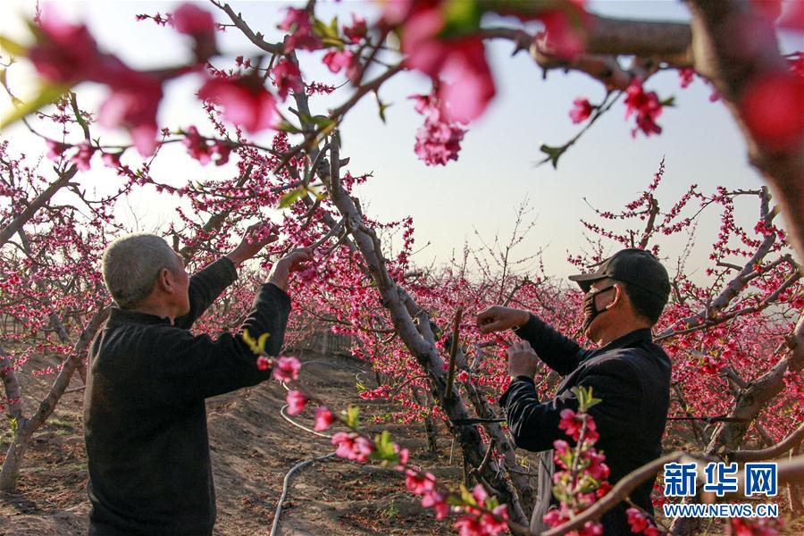 河北：暮春时节农事忙