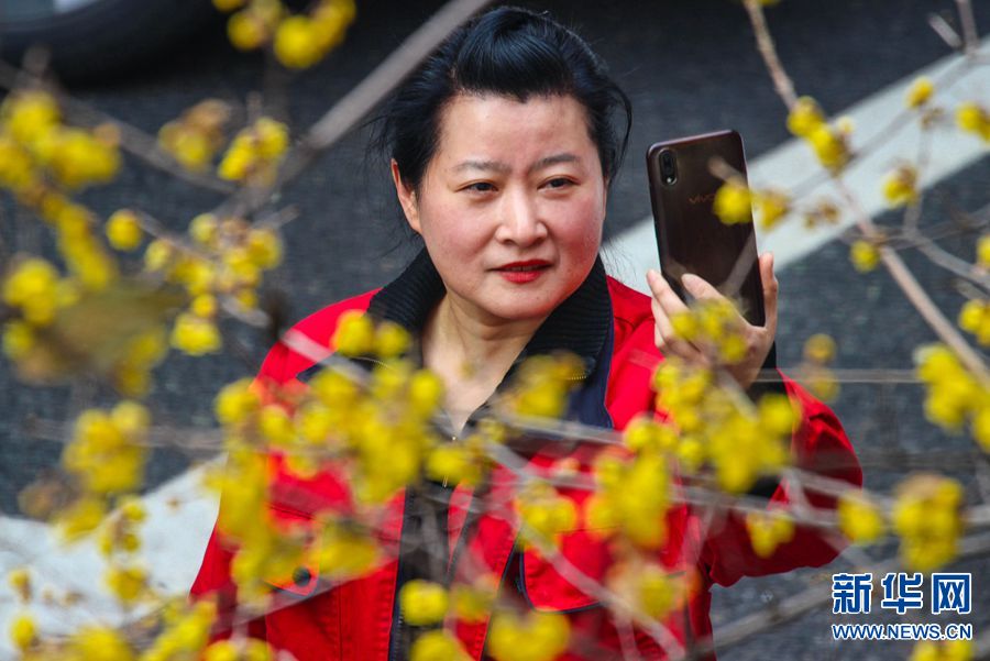 河南南阳：小寒节气到 蜡梅如约开