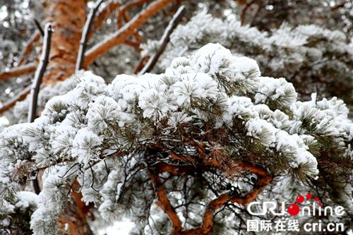 【黑龙江】【供稿】黑龙江漠河：四月飞雪醉游人 雪深达10厘米