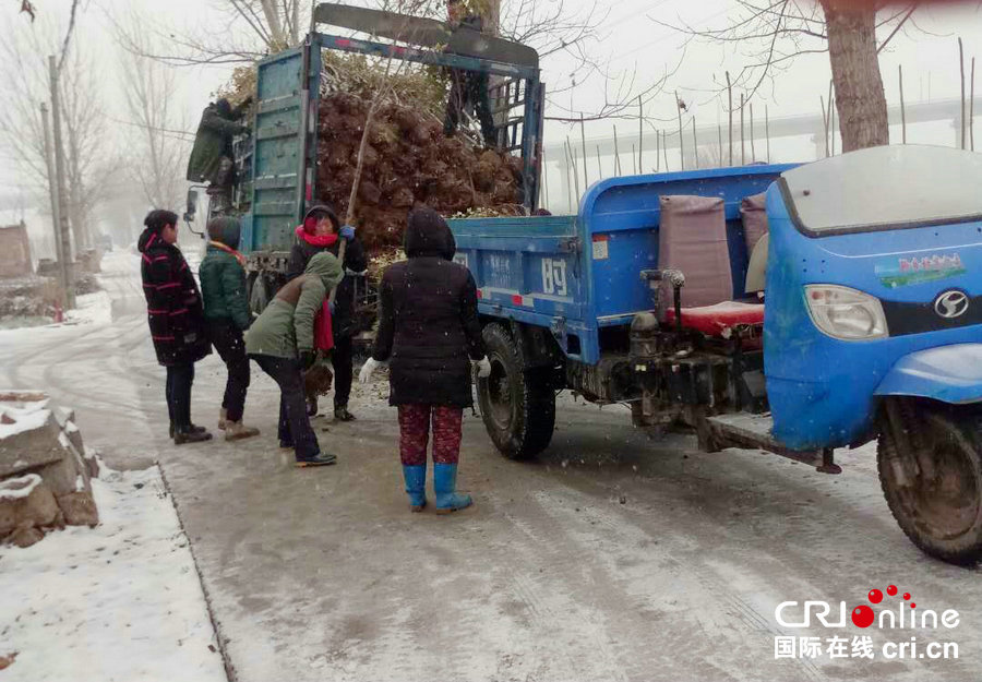 【焦点图-大图】【 移动端-焦点图】河南宝丰：雪中植树绿化忙