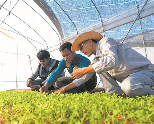 承接国际农业援助项目 他们在柬埔寨种植梦想