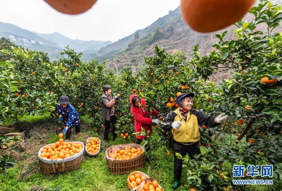 湖北秭归：脐橙飘香助增收