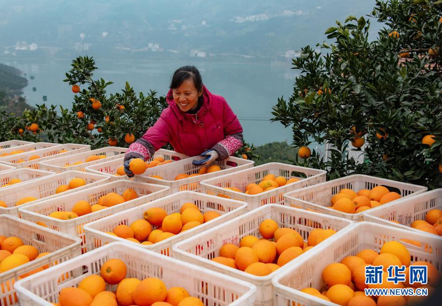 湖北秭归：脐橙飘香助增收