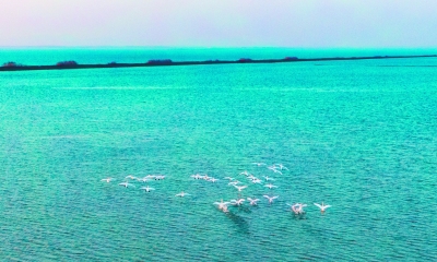 南京：生态湿地 候鸟天堂