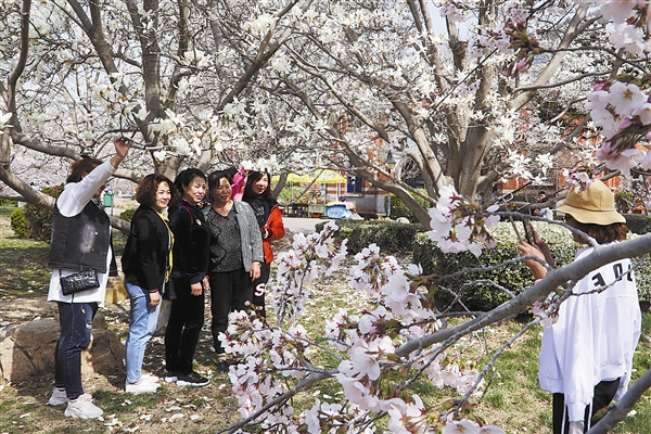 大连龙王塘樱花园提前进入盛花期