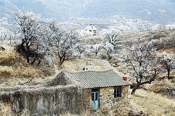 黑山幽谷处 杏花飘如雪