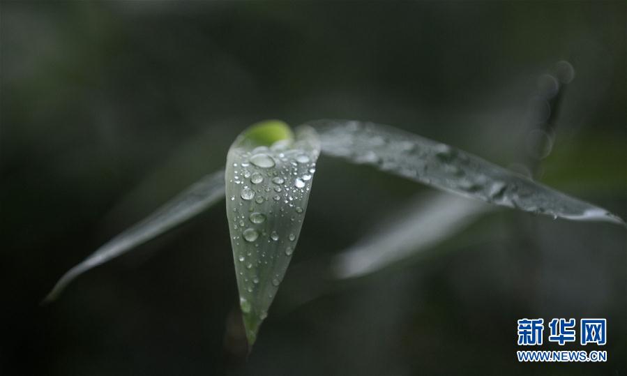 江苏扬州：“白露”知秋