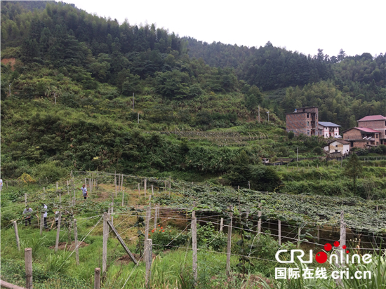 图片默认标题_fororder_远望猕猴桃种植基地_副本_副本